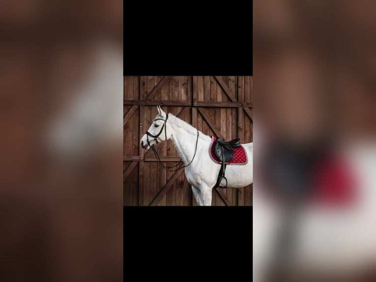 Westfaal Merrie 14 Jaar 167 cm Schimmel in Wyszyny