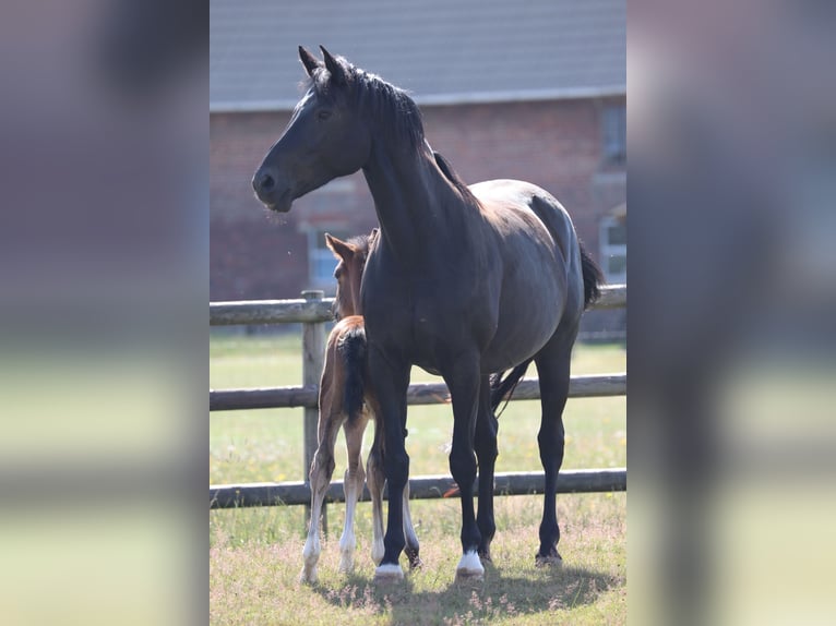 Westfaal Merrie 14 Jaar 167 cm Zwart in Ostbevern