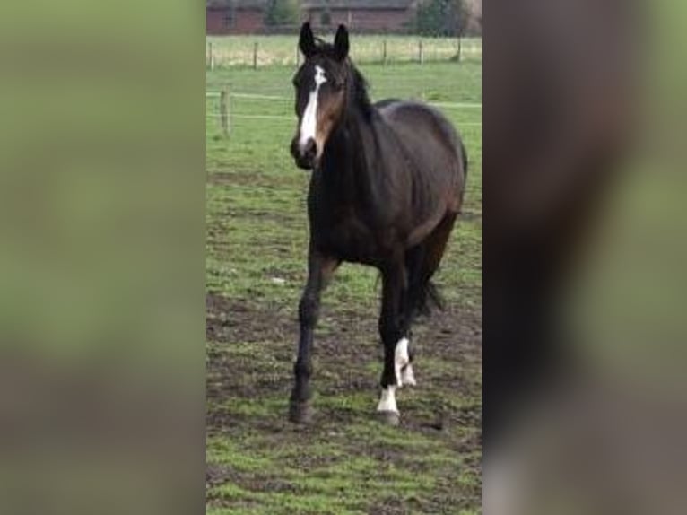 Westfaal Merrie 14 Jaar 168 cm Donkerbruin in Welver