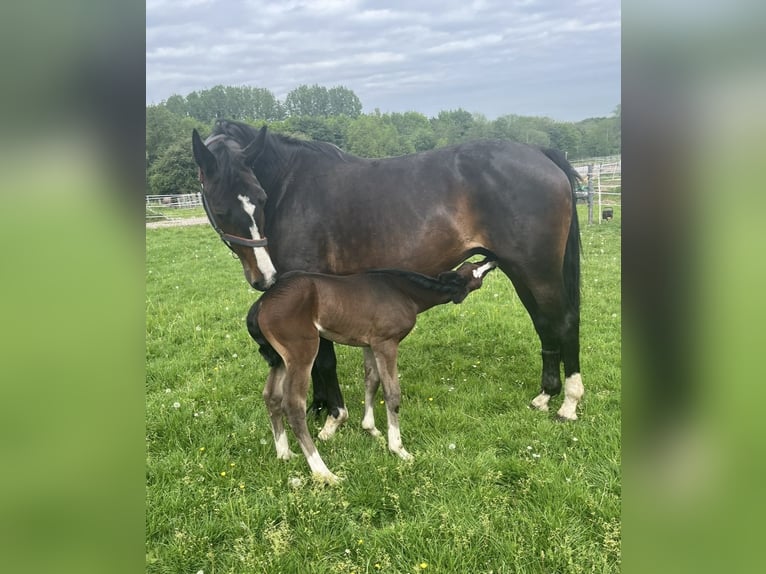 Westfaal Merrie 14 Jaar 168 cm Donkerbruin in Welver