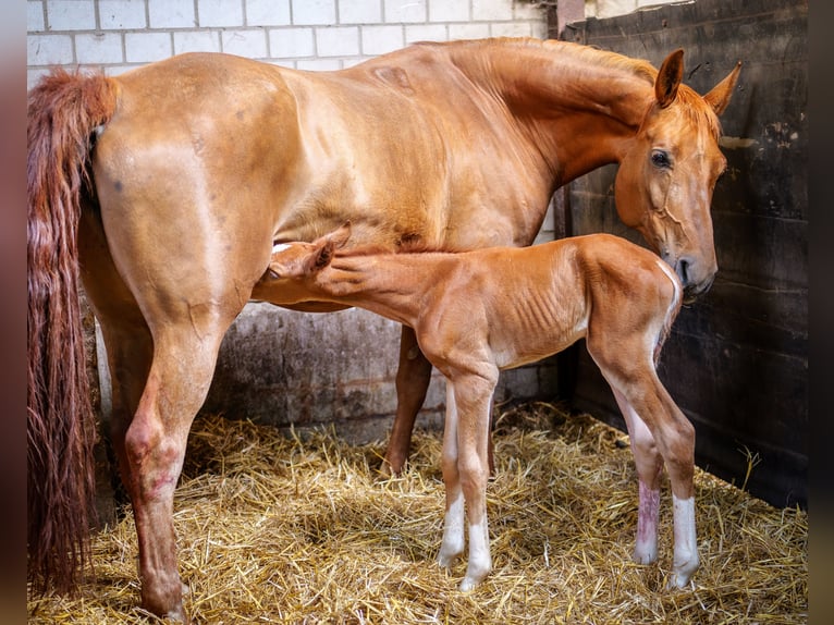 Westfaal Merrie 14 Jaar 168 cm Vos in Köln