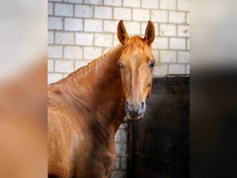 Westfaal Merrie 14 Jaar 168 cm Vos in Köln