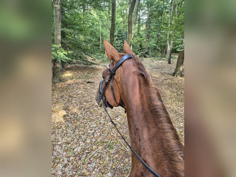 Westfaal Merrie 14 Jaar 168 cm Vos in Martfeld