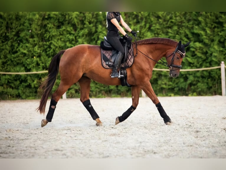 Westfaal Merrie 14 Jaar 168 cm Vos in Martfeld