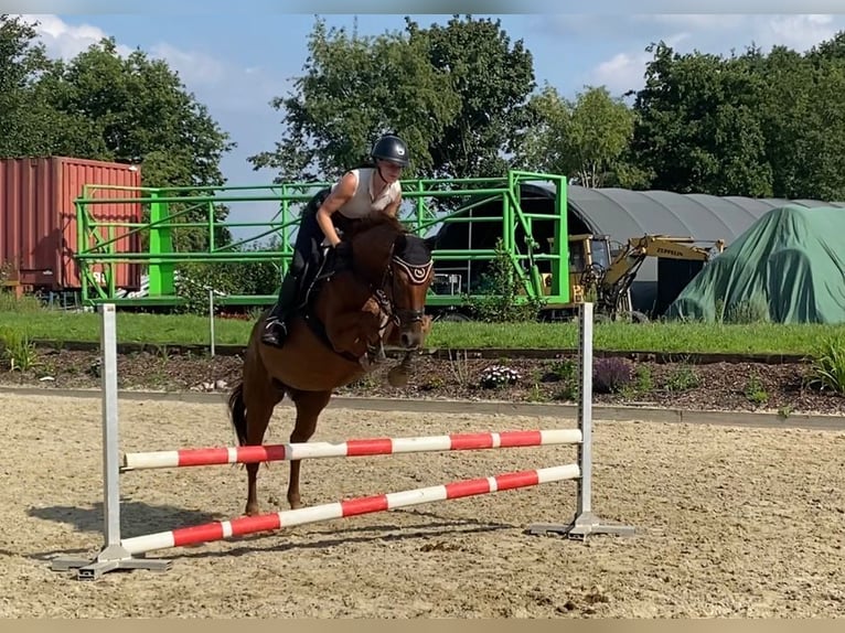 Westfaal Merrie 14 Jaar 168 cm Vos in Martfeld