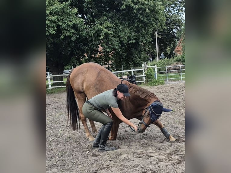 Westfaal Merrie 14 Jaar 168 cm Vos in Martfeld