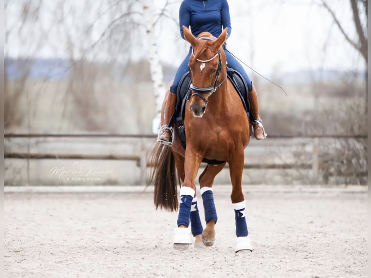 Westfaal Merrie 14 Jaar 168 cm Vos in Martfeld
