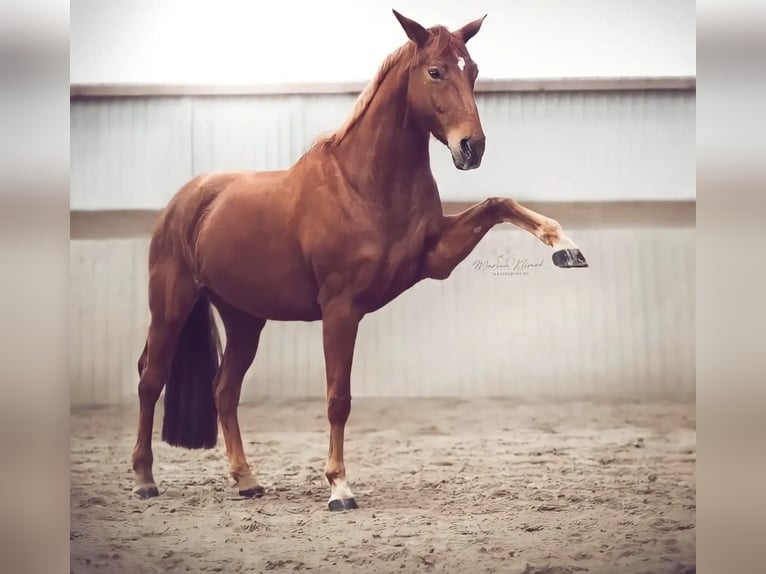 Westfaal Merrie 14 Jaar 168 cm Vos in Martfeld