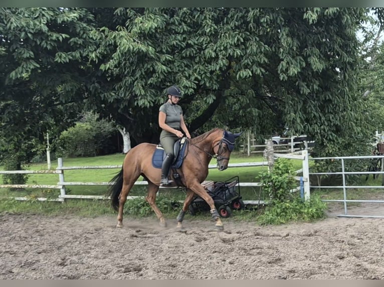 Westfaal Merrie 14 Jaar 168 cm Vos in Martfeld
