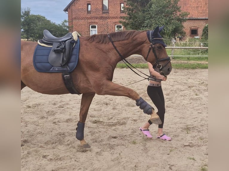 Westfaal Merrie 14 Jaar 168 cm Vos in Martfeld