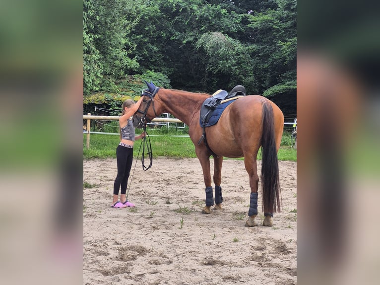Westfaal Merrie 14 Jaar 168 cm Vos in Martfeld