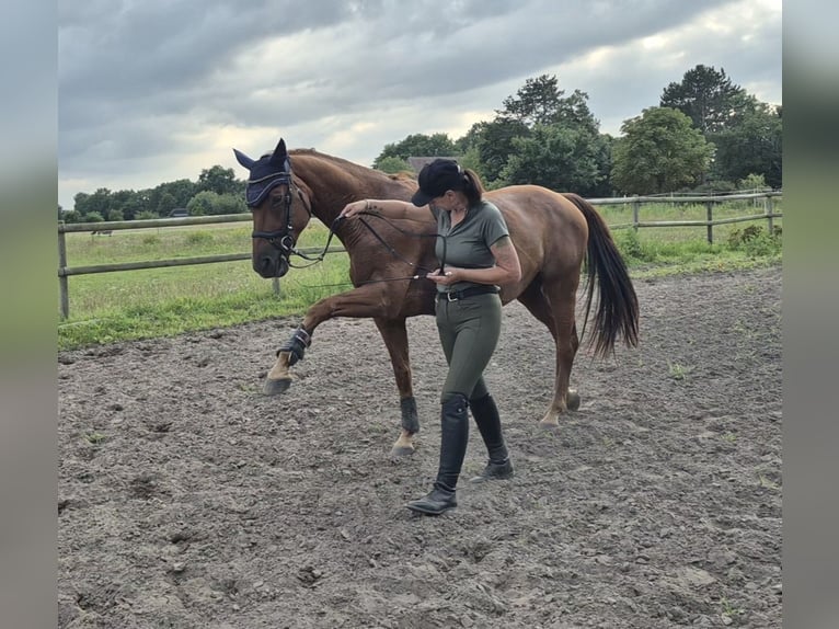 Westfaal Merrie 14 Jaar 168 cm Vos in Martfeld