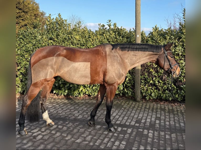 Westfaal Merrie 14 Jaar 172 cm Bruin in Ennigerloh