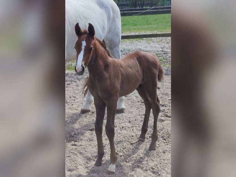 Westfaal Merrie 14 Jaar 172 cm Schimmel in Lastrup