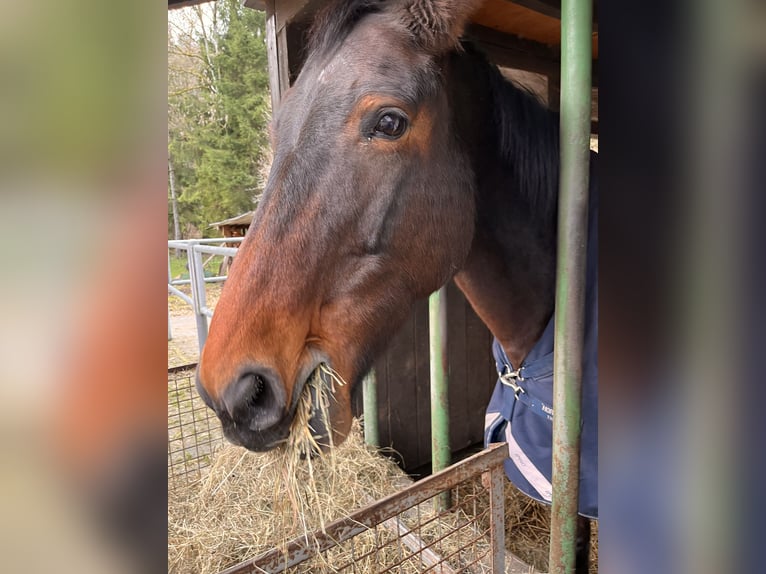 Westfaal Merrie 14 Jaar 174 cm Donkerbruin in Bad Grund (Harz)