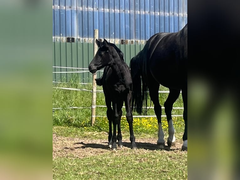 Westfaal Merrie 14 Jaar 175 cm Zwart in Borken