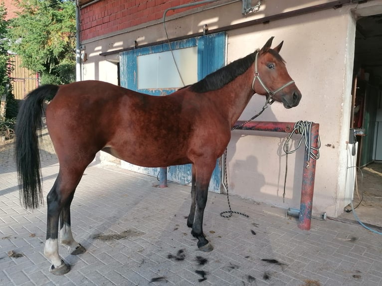 Westfaal Merrie 15 Jaar 150 cm Bruin in Hohenroda