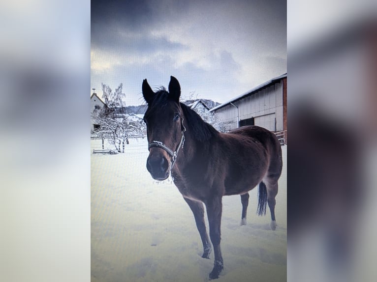 Westfaal Merrie 15 Jaar 150 cm Bruin in Hohenroda