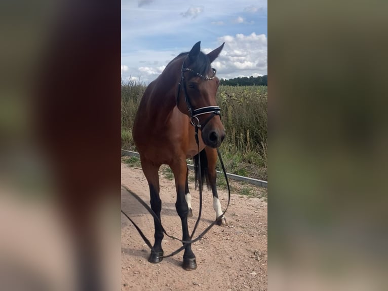 Westfaal Merrie 15 Jaar 160 cm Bruin in Bismark (Altmark)