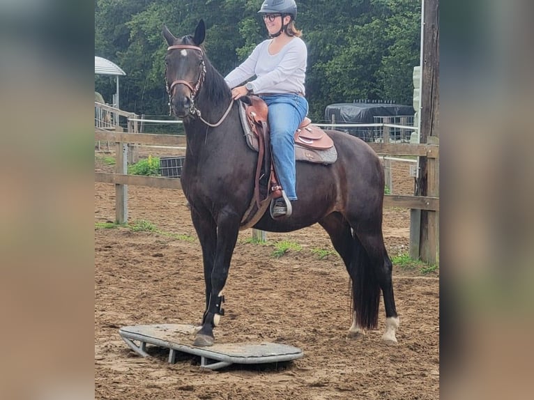 Westfaal Merrie 15 Jaar 160 cm Zwartbruin in Metelen