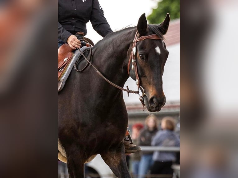 Westfaal Merrie 15 Jaar 160 cm Zwartbruin in Metelen