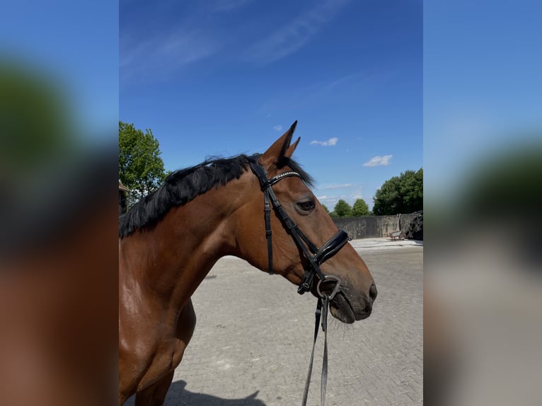 Westfaal Merrie 15 Jaar 163 cm Bruin in Drensteinfurt