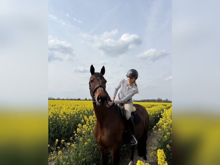 Westfaal Merrie 15 Jaar 163 cm Bruin in Drensteinfurt