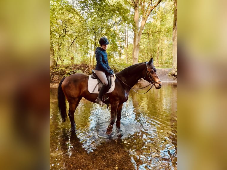 Westfaal Merrie 15 Jaar 163 cm Donkerbruin in Bad Segeberg