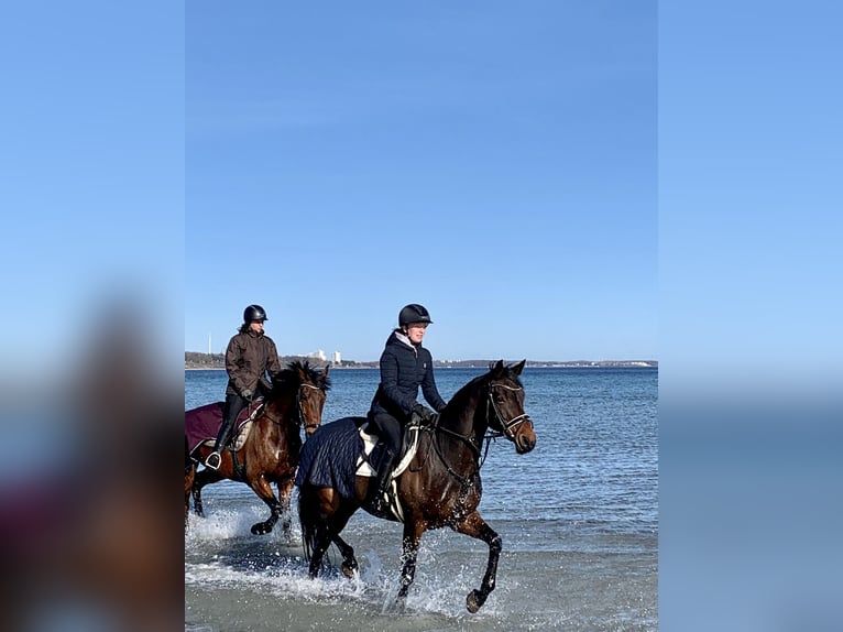 Westfaal Merrie 15 Jaar 163 cm Donkerbruin in Bad Segeberg