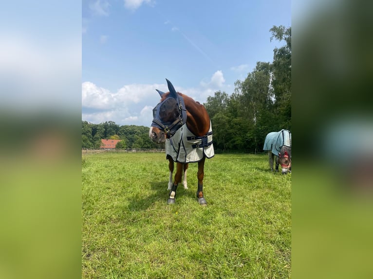 Westfaal Merrie 15 Jaar 163 cm Vos in Münster