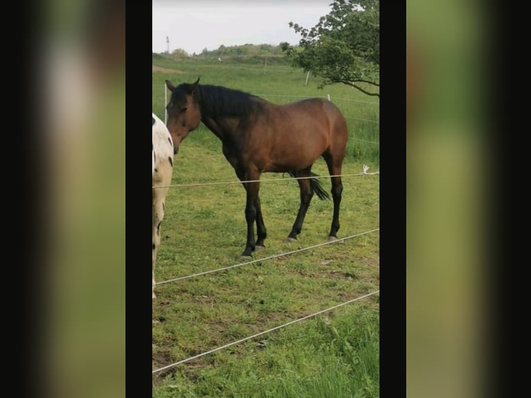 Westfaal Merrie 15 Jaar 164 cm Bruin in Roßbach