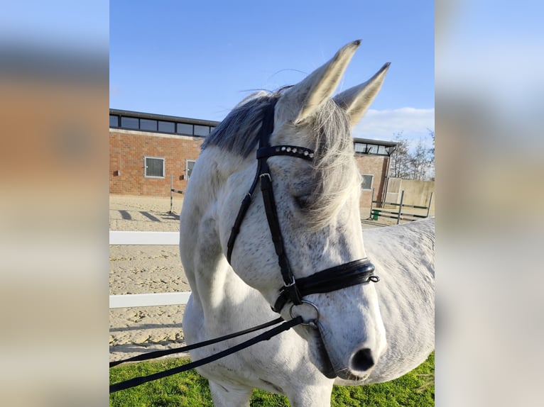 Westfaal Merrie 15 Jaar 164 cm Schimmel in Bad Laer