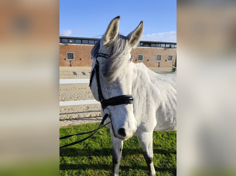 Westfaal Merrie 15 Jaar 164 cm Schimmel in Bad Laer