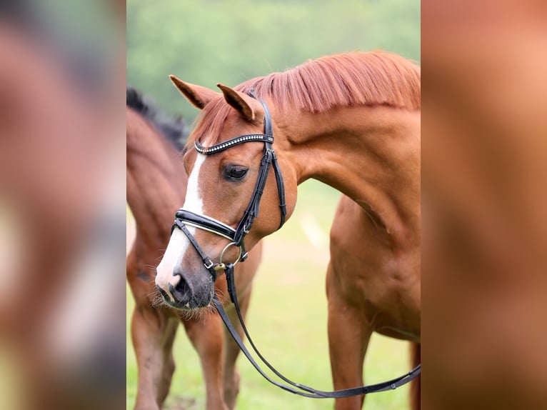 Westfaal Merrie 15 Jaar 170 cm Vos in Nideggen