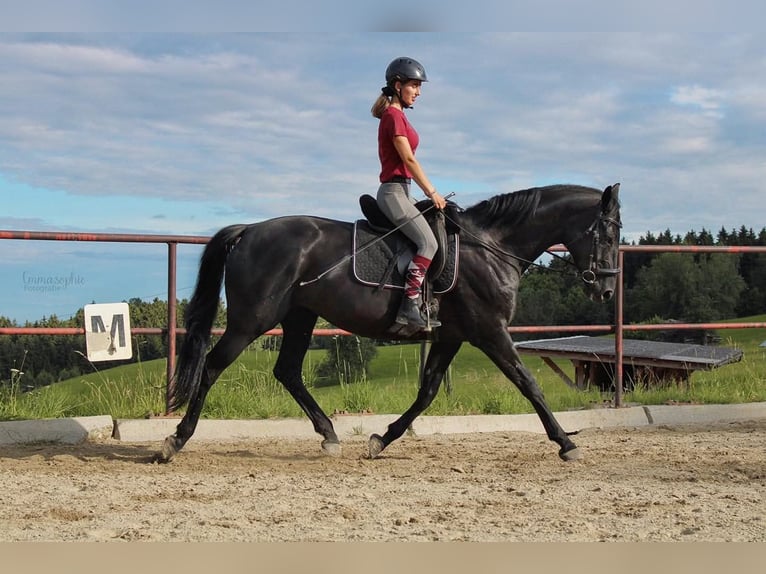 Westfaal Merrie 15 Jaar 170 cm Zwart in Aurachkirchen