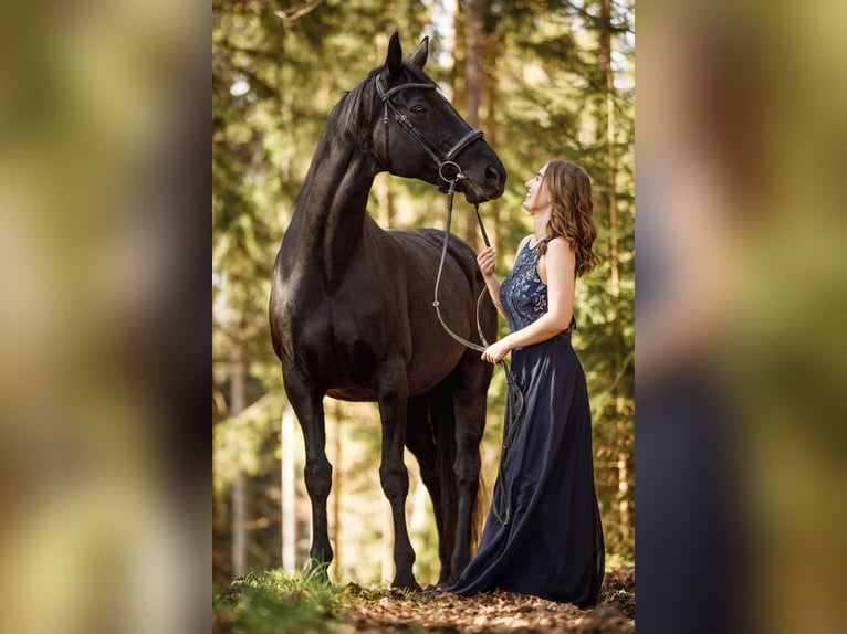 Westfaal Merrie 15 Jaar 170 cm Zwart in Aurachkirchen
