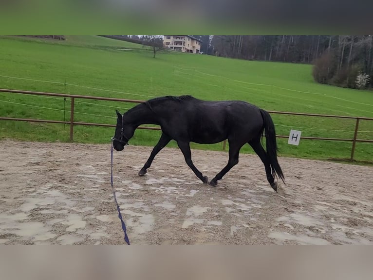 Westfaal Merrie 15 Jaar 170 cm Zwart in Aurachkirchen