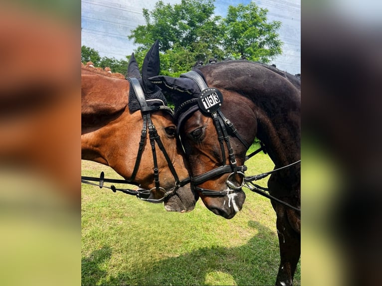 Westfaal Merrie 15 Jaar 172 cm Donkere-vos in Wesel