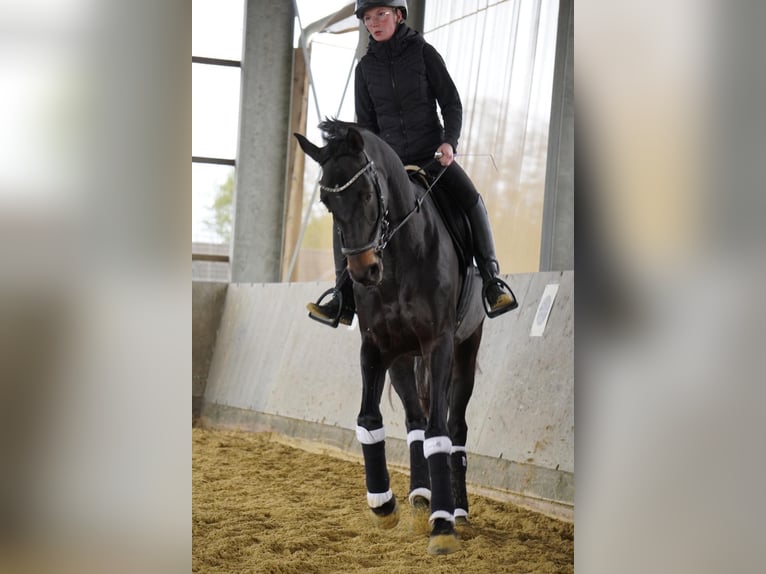 Westfaal Merrie 15 Jaar 172 cm Zwartbruin in Geldern