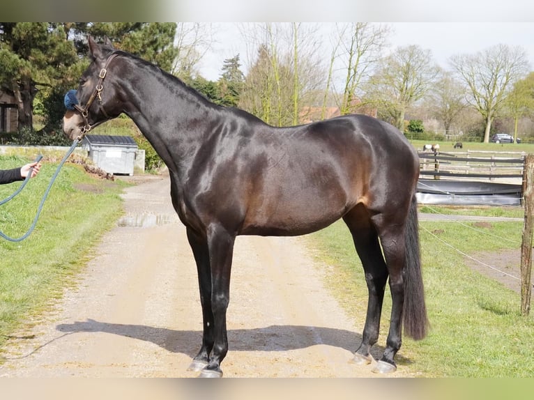 Westfaal Merrie 15 Jaar 172 cm Zwartbruin in Geldern