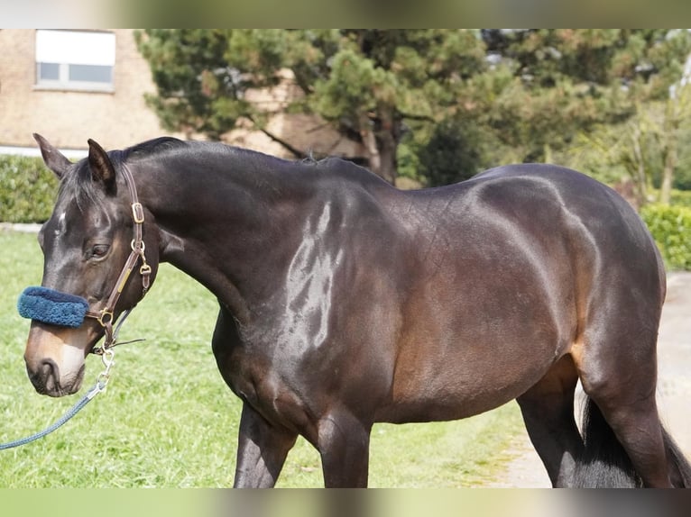 Westfaal Merrie 15 Jaar 172 cm Zwartbruin in Geldern