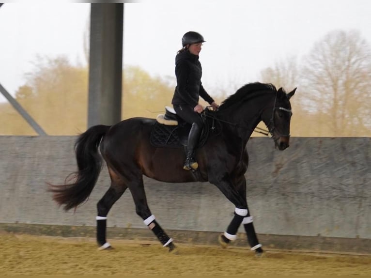 Westfaal Merrie 15 Jaar 172 cm Zwartbruin in Geldern