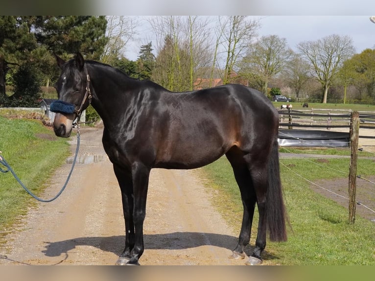 Westfaal Merrie 15 Jaar 172 cm Zwartbruin in Geldern