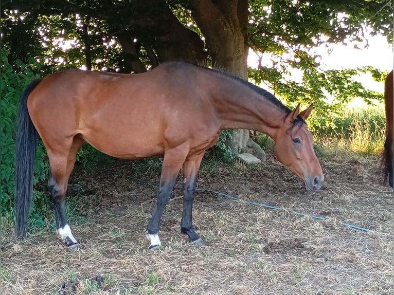 Westfaal Merrie 15 Jaar 174 cm Bruin in Linnich