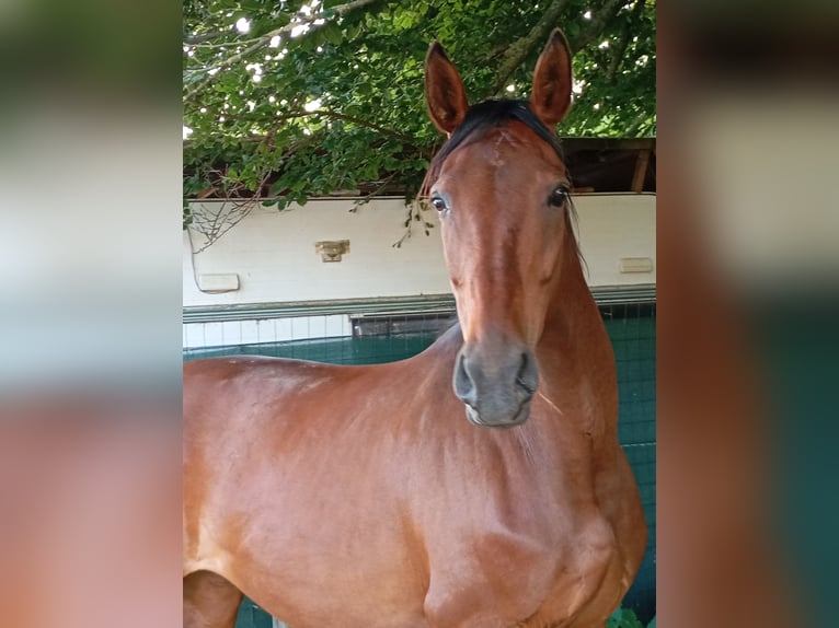 Westfaal Merrie 15 Jaar 174 cm Bruin in Linnich