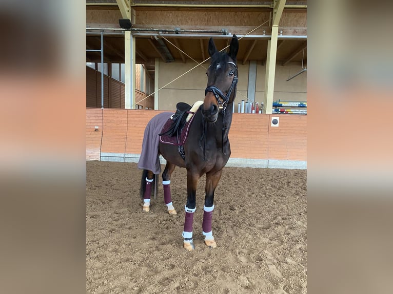 Westfaal Merrie 15 Jaar 180 cm Bruin in Meerbusch