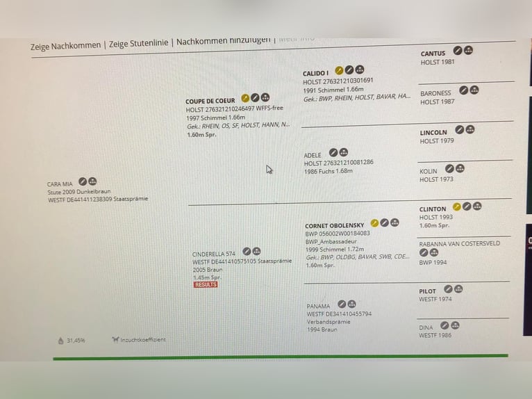 Westfaal Merrie 15 Jaar Bruin in Cloppenburg