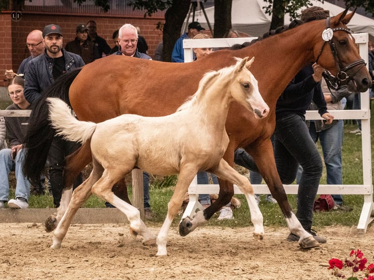 Westfaal Merrie 16 Jaar 163 cm Bruin in Brockum