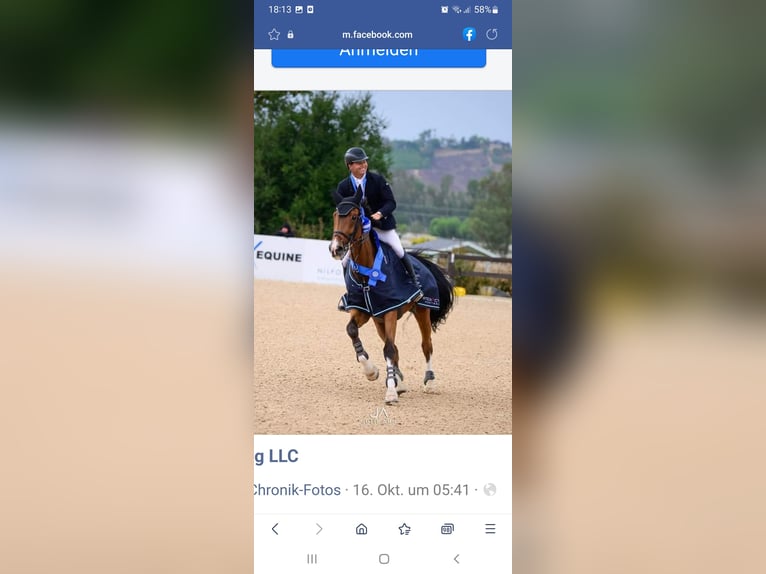 Westfaal Merrie 16 Jaar 163 cm Bruin in Brockum