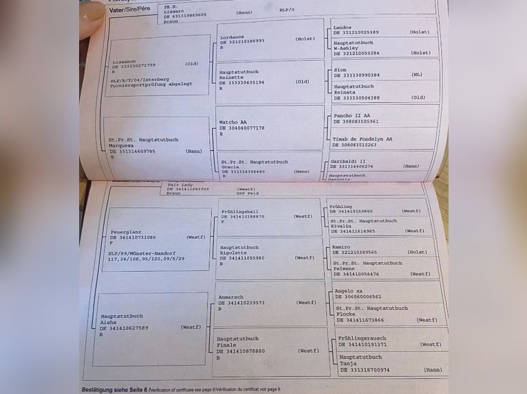 Westfaal Merrie 16 Jaar 163 cm Bruin in K&#xF6;ln
